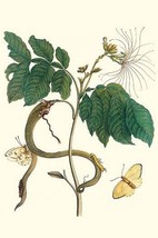 Ice Cream Bean with Apricot Sulphur Butterfly by Maria Sibylla Merian - Art Prin - £17.57 GBP+