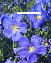 Blue Flax Seeds - Flower Seeds - BOGO - $0.99