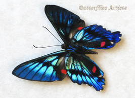 Ancyluris Meliboeus Metallic Swordtail Butterfly Framed Entomology Shadowbox - £43.31 GBP