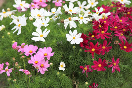 300 Mixed Colors Dwarf Cosmos Bipinnatus Red Pink White Fast Grow Flower... - $14.20