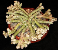 VP Avonia Papyracea, Exotic Succulent Rare Cactus Anacampseros Plant See... - £8.34 GBP