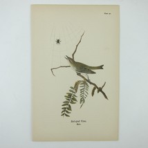 Bird Lithograph Print Red-eyed Vireo Male after John James Audubon Antique 1890 - £16.02 GBP