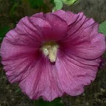 New Fresh Seeds 35 Old Fashioned Giant Dark Purple Single Hollyhock Flower Seeds - $26.28