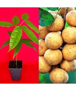 Talisia Esculenta Monkey Pitomba Fruit Tropical Tree Plant RARE! - £20.40 GBP