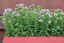 Rafhstore 2000 Sweet Marjoram Origanum Majorana Herb Flower Seeds Us Seeds - $10.88