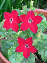 BStore 90 Seeds Red Crimson King Nicotiana (Ornamental Flowering Tobacco... - $9.50