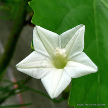 EXOTIC WHITE CYPRESS VINE ipomoea quamoclit morning glory star, seed 15 seeds - £7.20 GBP