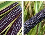 Corn Seeds - Flint - Hopi Blue 10 Gram Packet = 53 Seeds  - $18.93
