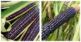 Corn Seeds - Flint - Hopi Blue 10 Gram Packet = 53 Seeds  - £15.07 GBP