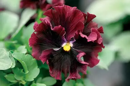 Pansy Frizzle Sizzle Burgundy 250 seeds - £24.59 GBP