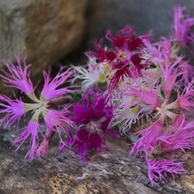 Dianthus Frilly Mix 50 Seeds Spooky Rainbow Loveliness Garden Fast Shipping - £7.76 GBP