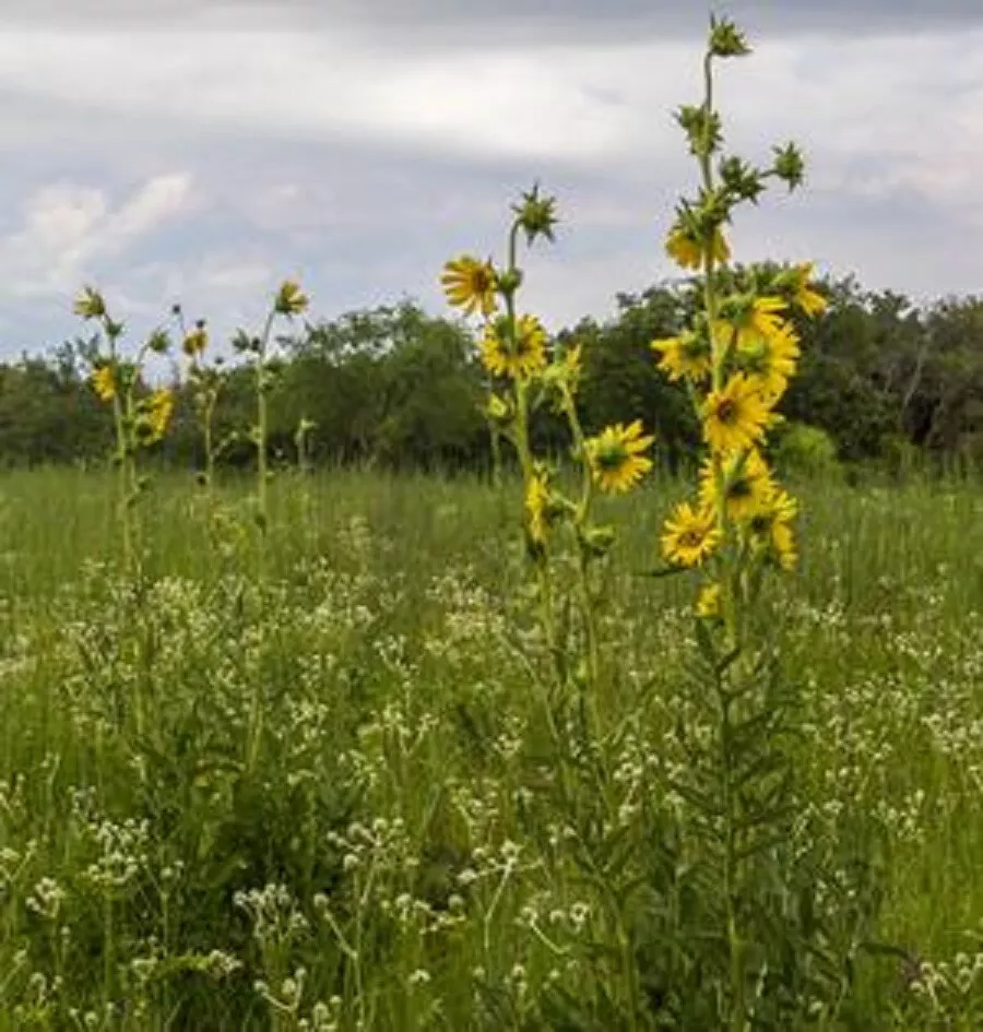 SILPHIUM LACINIATUM STARTER PLANT - COMPASS PLANT - $18.99