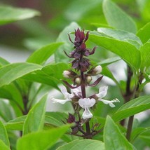 300 Cinnamon Basil Seeds Asian Herb Vietnamese Pho Tropical Genovese Her... - £8.66 GBP