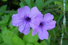 Minnieroot Waterkanon Purple flower seed, 20 Fresh Minnieroot Waterkanon... - $2.25