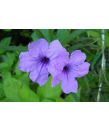 Minnieroot Waterkanon Purple flower seed, 20 Fresh Minnieroot Waterkanon... - $41.97 MXN