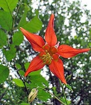 30 SEEDS SCARLET RED AQUILEGIA COLUMBINE FLOWER PERENNIAL SWIFT PLANTING... - $8.35