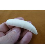 (g376-71) 3&quot; GATOR Alligator Aligator Tooth TEETH jewelry I love FL gato... - €57,38 EUR