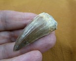 (DF233-161) 1-3/4&quot; Fossil MOSASAURUS Dinosaur tooth Mosasaur dig fossil ... - $25.23