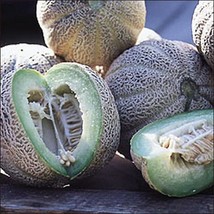 Eden&#39;S Gem Melon Seed Rocky Ford Green Melons Seeds Garden Fresh USA Shipping - $13.17