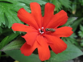 25 seeds  Vesuvius Campion Red Orange Lychnis Arkwrightii Catchfly Flower - £6.74 GBP
