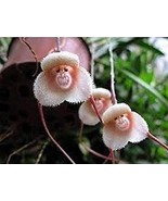 Mixed Colourful Monkey Face Orchid Plants Red Cream Potted Peru Flower 5... - $205.08 MXN