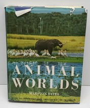 Animal Worlds by Marston Bates HCDJ Illustrated Book 1964 Oversized Color B&amp;W - £15.40 GBP