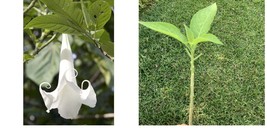 White Brugmansia Angel Trumpet SMALL PLANT! Big White 6+”tall Rooted - £24.84 GBP