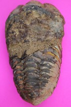 Trilobite Fossil 450 Million Years Old Morroco Guaranteed Real Dino Girl COA 84 - $40.87 CAD