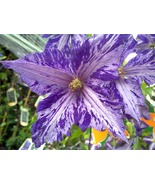 Tie Dye Clematis Large 6&quot; Flowers 2.5&quot; Pot Dark Purple/Silver Streaks Li... - $789.95 MXN