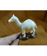(tne-cam-455a) baby Camel desert TAGUA NUT nuts palm figurine carving dr... - $588.67 MXN