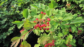 Cranberry, American Highbush, Berries Viburnum Trilobum, 30 Seeds Fresh Gardenin - $9.00