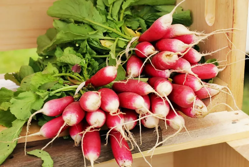 100 Seeds French Breakfast Radish Plant Quick Heirloom Seeds For Charm - £8.40 GBP