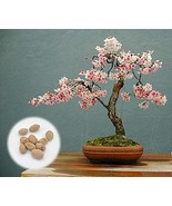 FMG 50 Japanese Flowering Cherry Blossom Bonsai Sakura Bonsai Fresh E Pl... - €29,83 EUR
