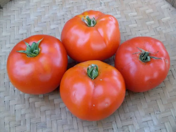 50 Seeds Martian Giant Tomato Tomatoe Vegetable Edible Canning Fresh - £8.06 GBP