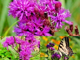 300+ Seeds Common Smooth Ironweed Native Wildflower Heat Cold Pollinators Easy - £13.19 GBP