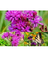 300+ Seeds COMMON SMOOTH IRONWEED Native Wildflower Heat Cold Pollinators Easy - $16.75