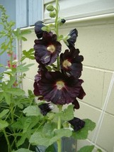Th 50+ Danish Black Hollyhock Flower Seeds / Perennial - £12.25 GBP
