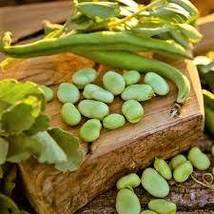 Free Shipping 15 Broad Windsor Fava Bean Seeds NON-GMO Mediterranean Cover Crop - £12.81 GBP
