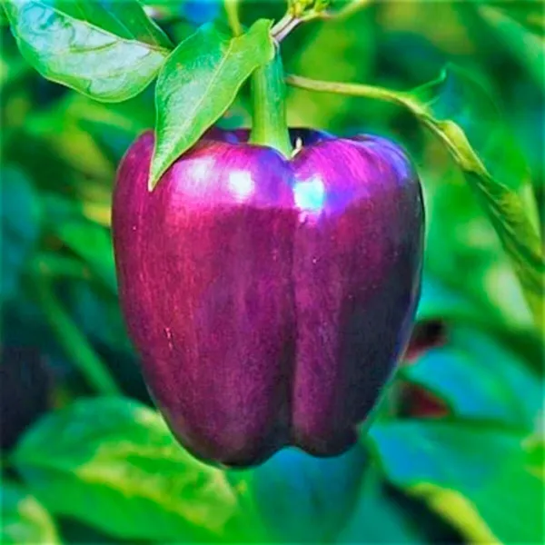 Non Gmo 25+ Purple Beauty Pepper Seeds Sweet Heirloom Fresh Garden - £5.47 GBP
