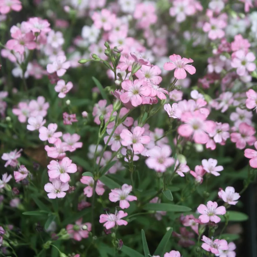 baby&#39;s breath, PINK baby annual flower 325 seeds - $9.98
