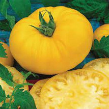 SL 50 Seeds Brandymaster Yellow Tomato Juicy Tomatoe Vegetable Garden Edible Foo - $3.44