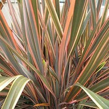 Phormium Tenax New S New Zealand Flax Ornamental Grass 100 Seeds USA Fast Shippi - $16.53