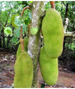 Jackfruit Trees (Different Varieties). 4 Years Old, Grafted, Grown In Gr... - £188.71 GBP