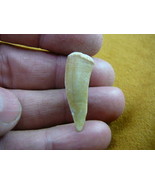 (f510-51) 1-1/8&quot; Enchodus Saber toothed Herring fish tooth Fossil I love... - $19.22 CAD