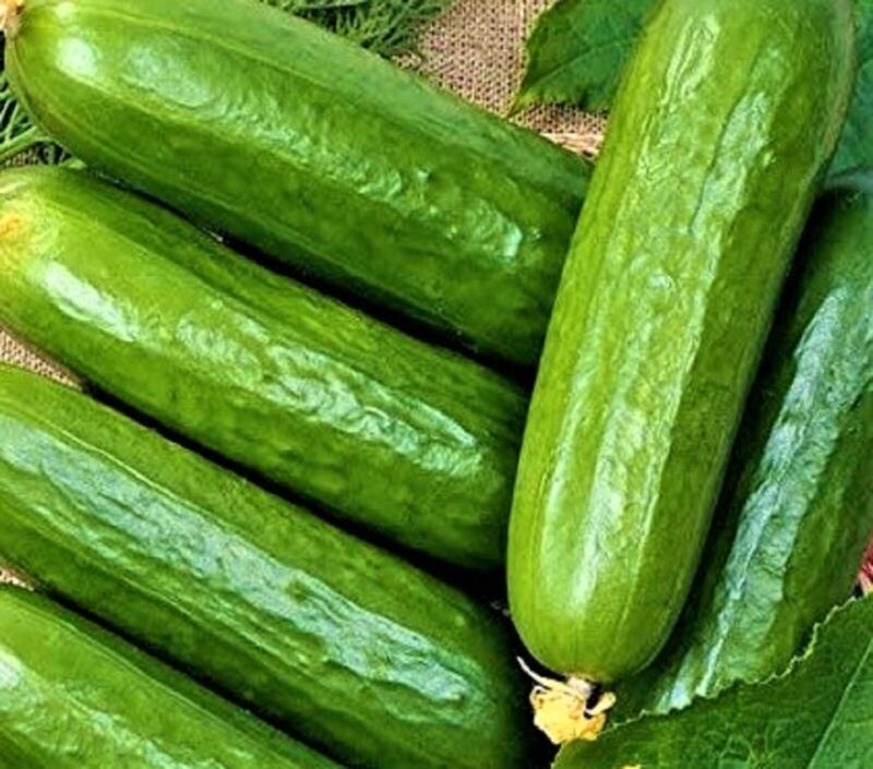 Ashley Long Cucumber Seeds 50 Seeds Non-Gmo  Fast Shipping - $7.99