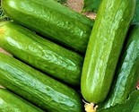 Ashley Long Cucumber Seeds 50 Seeds Non-Gmo  Fast Shipping - $7.99