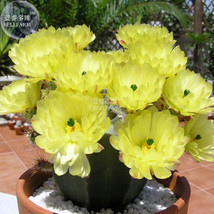 BELLFARM Echinocereus subinermis Cactus Seeds, 12 seeds, professional pack, prod - £9.58 GBP