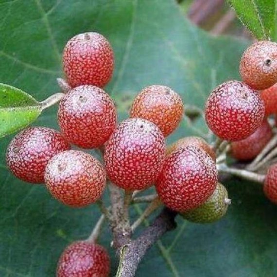 “ 50 PCS Silver Berry Elaeagnus Umbellata Seeds, delicious fruit tree seeds, med