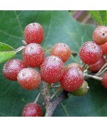 “ 50 PCS Silver Berry Elaeagnus Umbellata Seeds, delicious fruit tree se... - £10.03 GBP