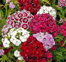 THJAR Sweet William / Dianthus Perennial Mixed Colors Fragrant Usa Non-Gmo 500 S - £3.36 GBP